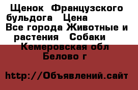 Щенок  Французского бульдога › Цена ­ 35 000 - Все города Животные и растения » Собаки   . Кемеровская обл.,Белово г.